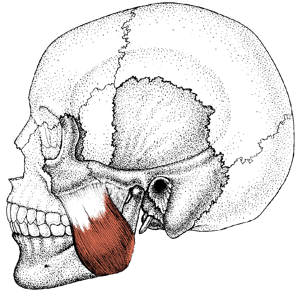 Muscles Pain: Masseter Muscles Pain